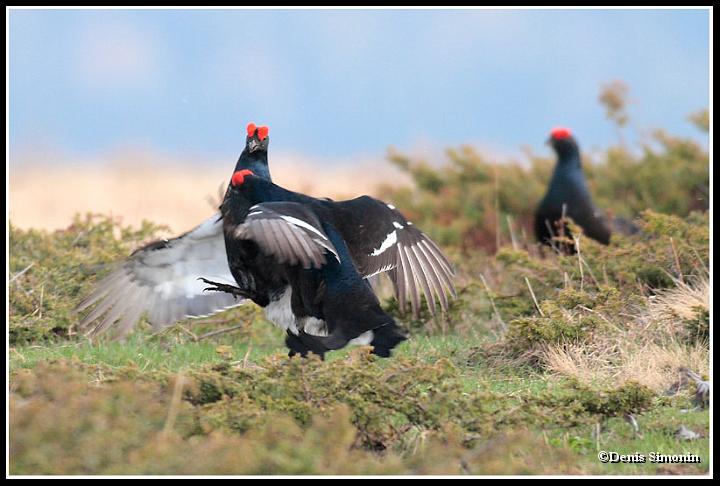parade de tétras lyres